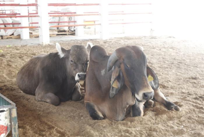 Sader y gobierno de EUA hablarán sobre la campaña contra el gusano barrenador