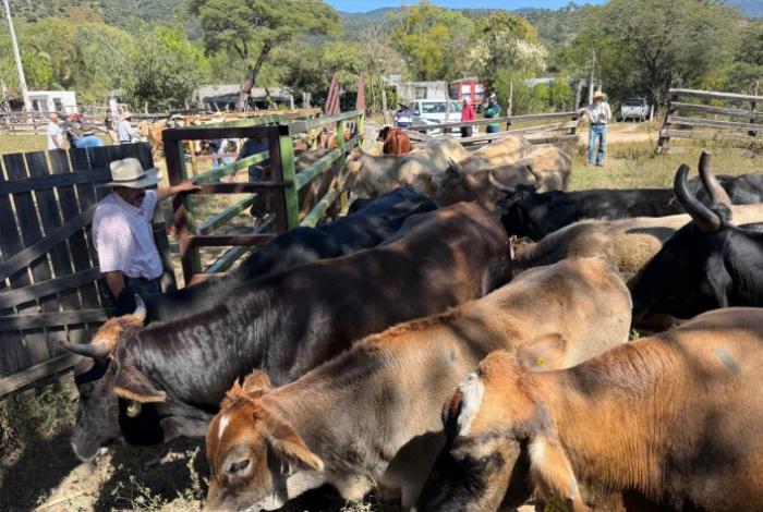 Saderm apoya a productores ganaderos con vacunación bovina