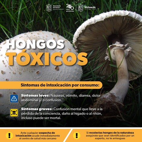 #Salud | Alerta SSM sobre los riesgos de consumir hongos tóxicos