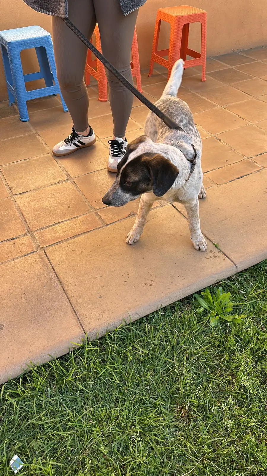 Salvador Escalante realiza campañas de esterilización canina