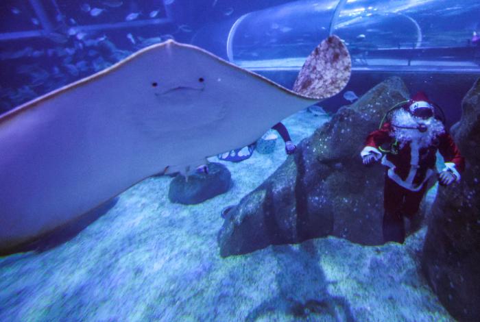 Santa Claus celebra la Navidad rodeado de tiburones