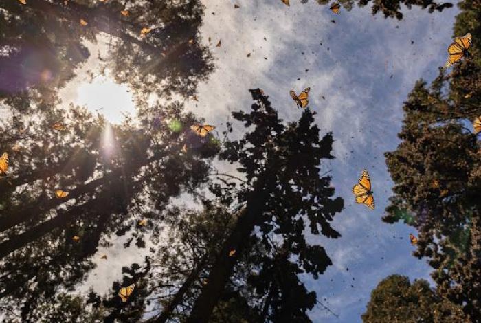 Santuarios de la Mariposa Monarca, de los imperdibles en Michoacán