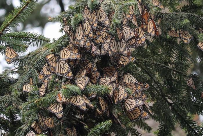 Santuarios de la Mariposa Monarca, de los imperdibles en Michoacán
