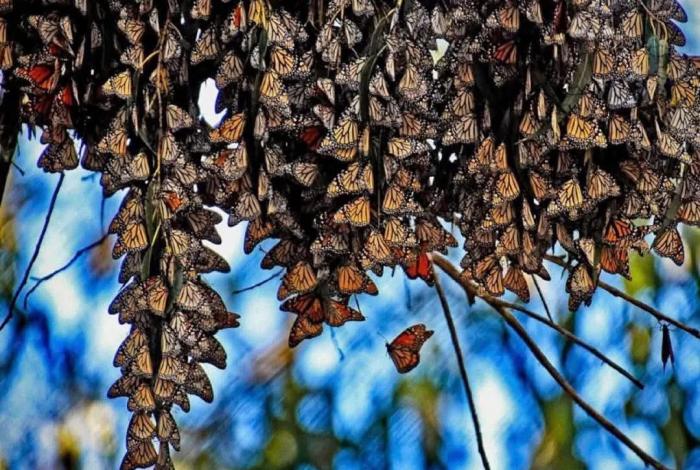 Santuarios de la Mariposa Monarca, de los imperdibles en Michoacán