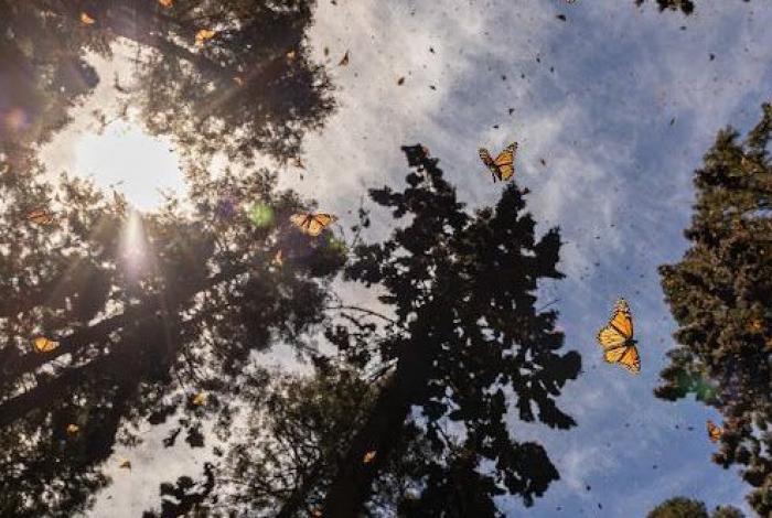 Santuarios de la Mariposa Monarca, de los imperdibles en Michoacán