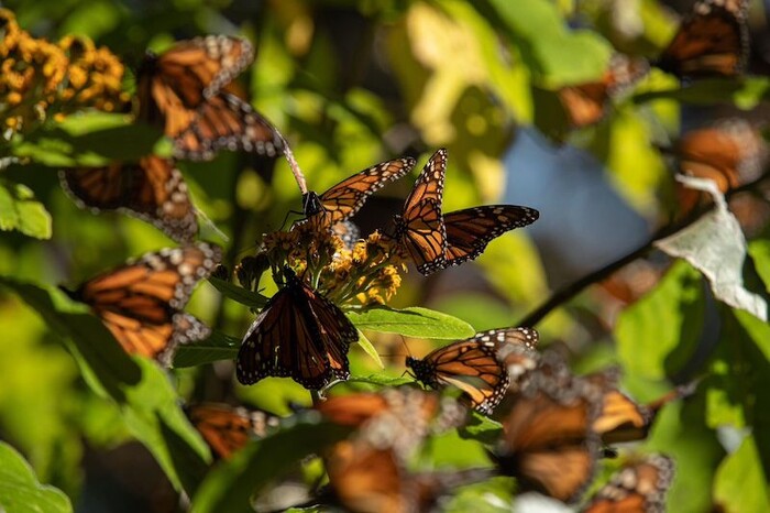 Santuarios de la Monarca en Michoacán abren el 15 de noviembre