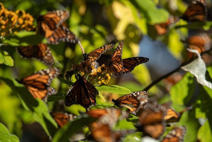 Santuarios de la Monarca abrirán el 21 de noviembre, adelanta Sectur