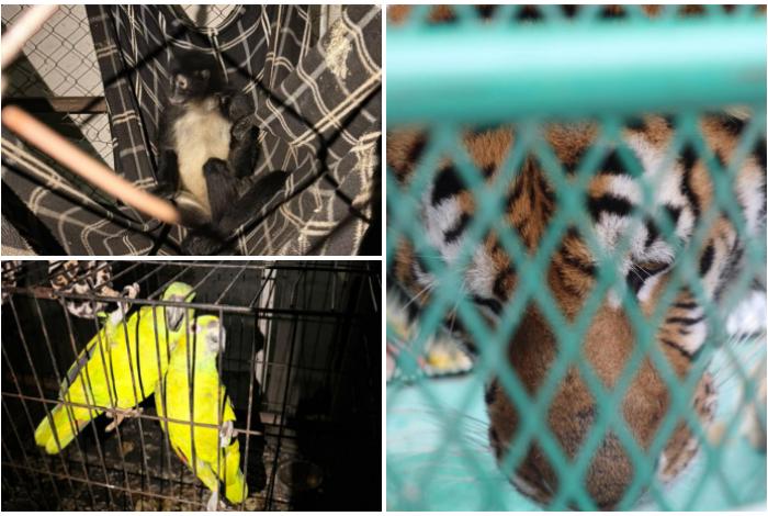 Saturación en Zoológico de Morelia obliga a buscar nuevos destinos para animales rescatados