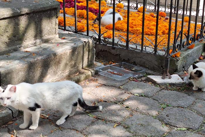 Se brinda cuidado y protección a gatos del Panteón de Morelia: Minerva Bautista
