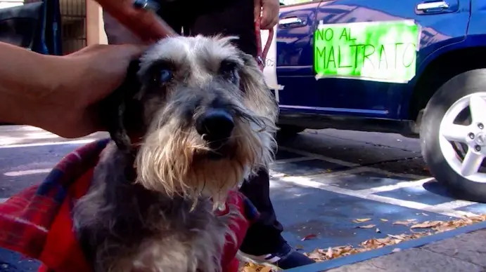 Se harán operativos para erradicar venta de perritos previo a la llegada de Reyes Magos