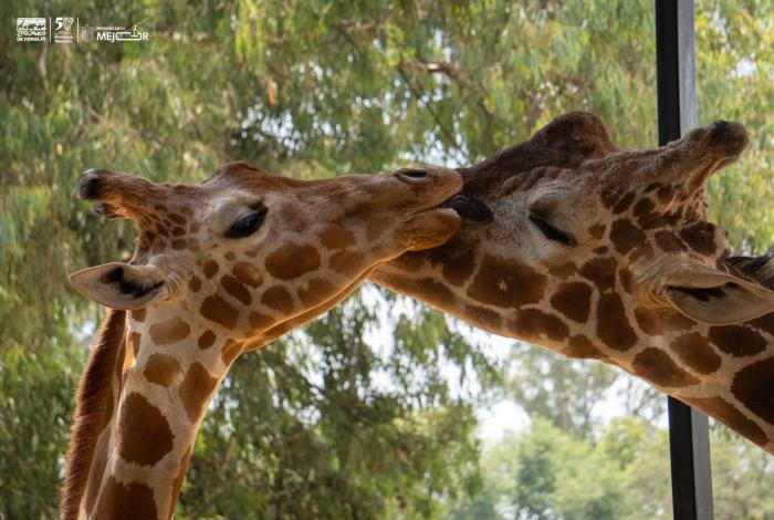 ¡Se llama Kawi! La jirafa bebé del Zoológico de Morelia