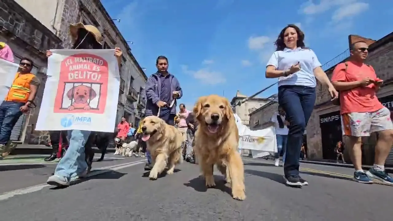 Se realiza caminata en Morelia, celebrando el Día Internacional del Perro