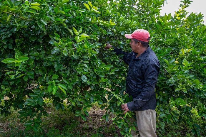 Se restablece corte de limón en la Tierra Caliente de Michoacán: SSP