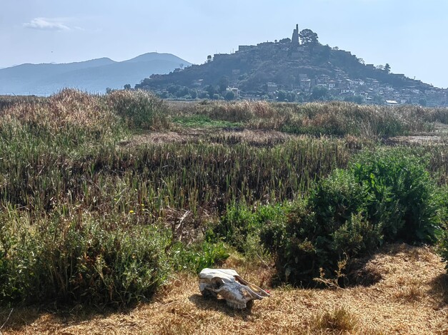 Se sembrarán dos millones de árboles en la cuenca del Lago de Pátzcuaro: Secma