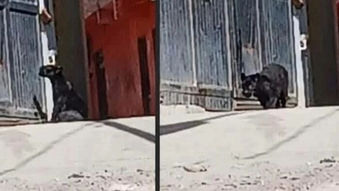 Se suelta pantera negra en los callejones de Guanajuato