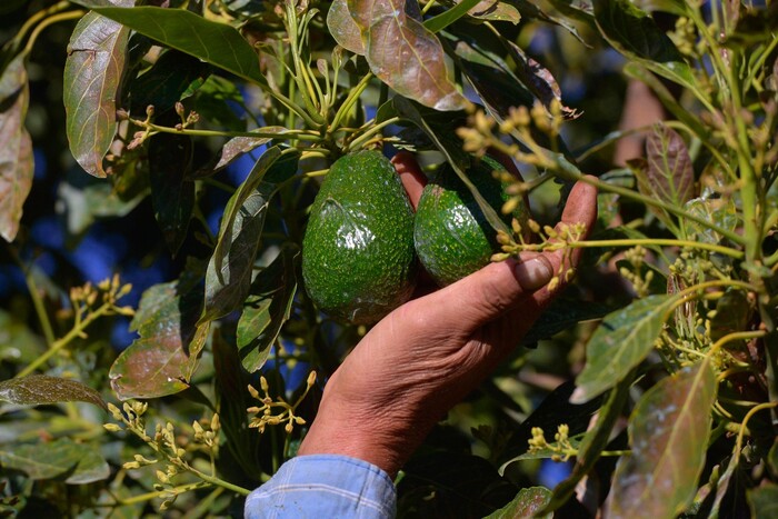 Senasica tomará el control de la inspección fitosanitaria del aguacate de exportación