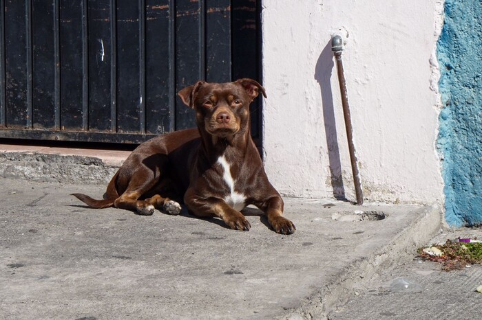 Sensibilización, necesaria para evitar incidentes con pirotecnia y animalitos