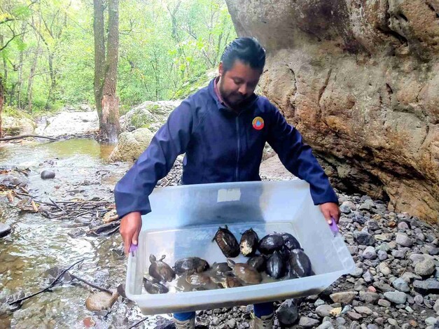 Serpientes, zarigüeyas y tortugas, los más recurrentes a encontrarse en casas de Morelia