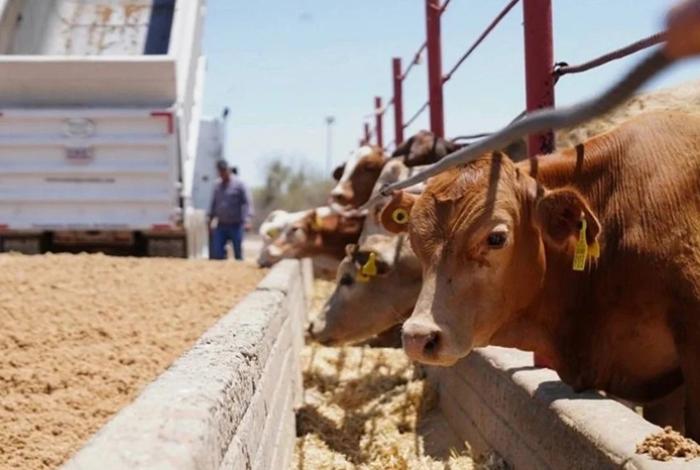 Sheinbaum afirma que México reanudará la exportación de ganado hacia EEUU