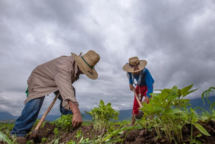 Sheinbaum reconoce que 21.6 millones de personas aún enfrentan inseguridad alimentaria