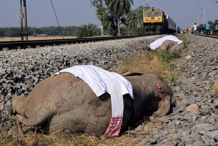 Siete elefantes mueren y uno resulta herido al chocar un tren con una manada en la India