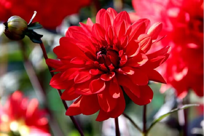 Siete plantas rojas que son perfectas para Navidad