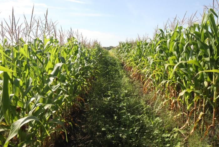 Simplifica AGRICULTURA trámites para incentivos al maíz blanco; también en Michoacán