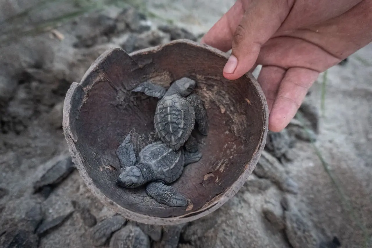 Sin denuncias formales, reportan caza furtiva y saqueo de tortugas en LC