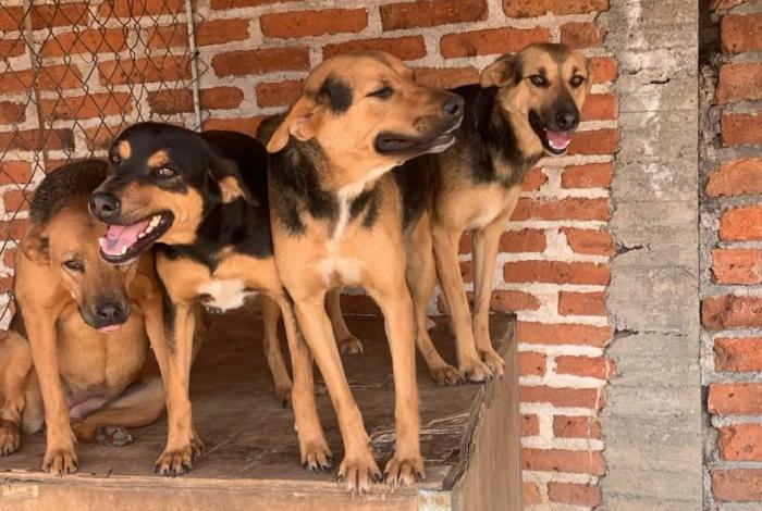 Sin respaldo municipal, Ayuda Animal Chilchota busca esterilizar callejeritos