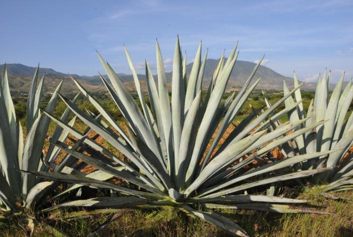 Sobre oferta de agave mezcalero lleva a crisis del sector