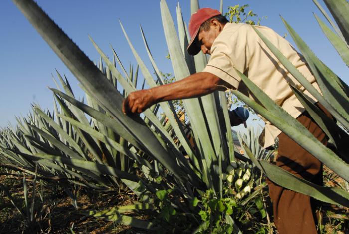 Sobreoferta del maguey amenaza al mezcal de Morelia; certificación, la salida