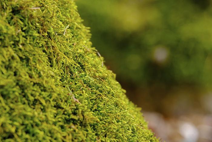 ¡Sobrevive 9 meses en el espacio! El musgo demuestra su superresistencia; está en los entornos más hostiles