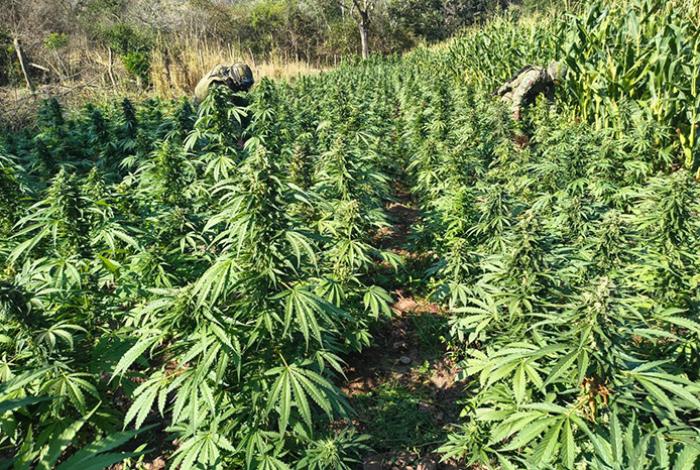 Soldados y Guardia Nacional destruyen más de 13 mil plantas de marihuana en la sierra de Turicato