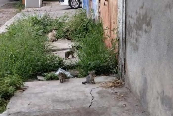 Solicitan ayuda para rescatar a 50 gatos abandonados por un matrimonio