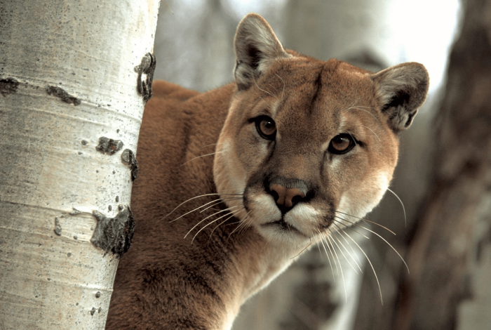 ¡Sorprendente! Detectan población de pumas en la región Pátzcuaro: Secma