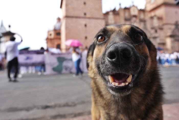 SSM lleva esterilización animal gratuita a Santa Ana Maya y Uruapan