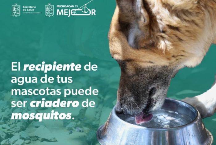 SSM te dice cómo combatir el dengue en casa: lava, tapa, voltea y tira