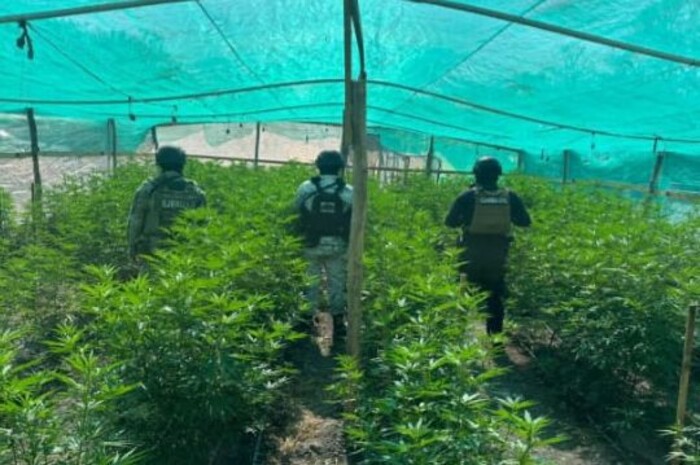 SSP detiene a hombre en plantío de mariguana y destruye campamento clandestino