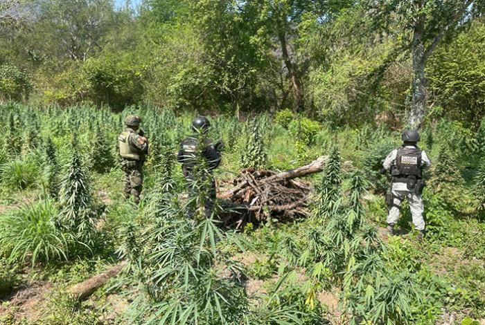 SSP y Defensa destruyen plantío de marihuana en Coahuayana