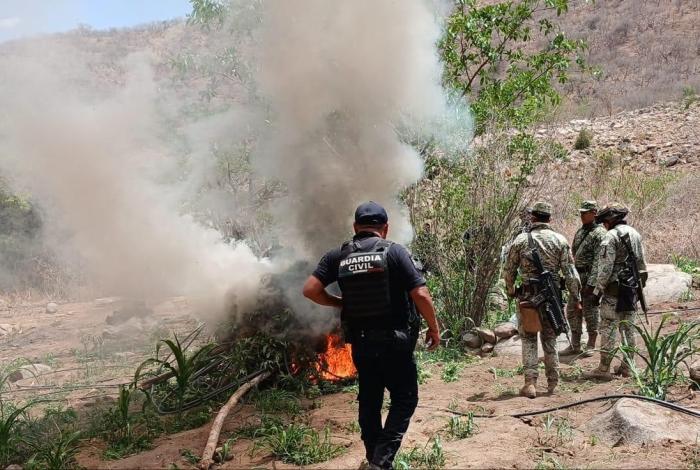 SSP y Defensa refuerzan operativos en Huetamo, destruyen más de 14 mil plantas de marihuana