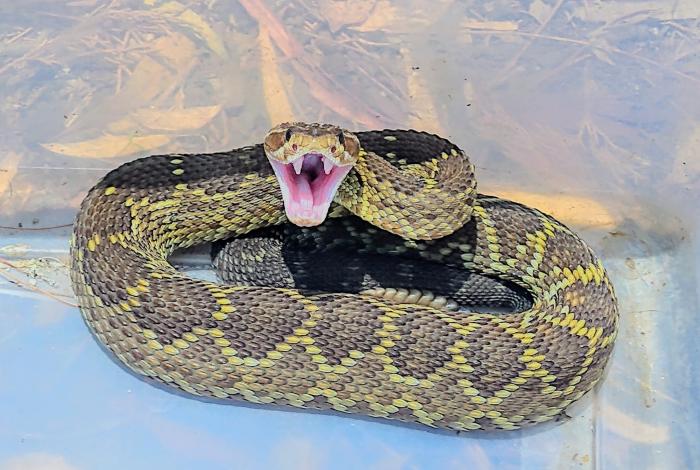 Suman 190 ejemplares de vida silvestre rescatados en Morelia este año