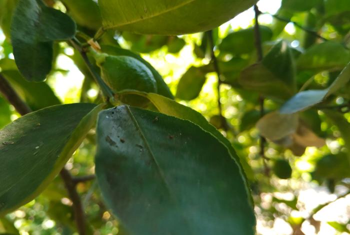 Suspenden corte de limón en la región de Cuatro Caminos