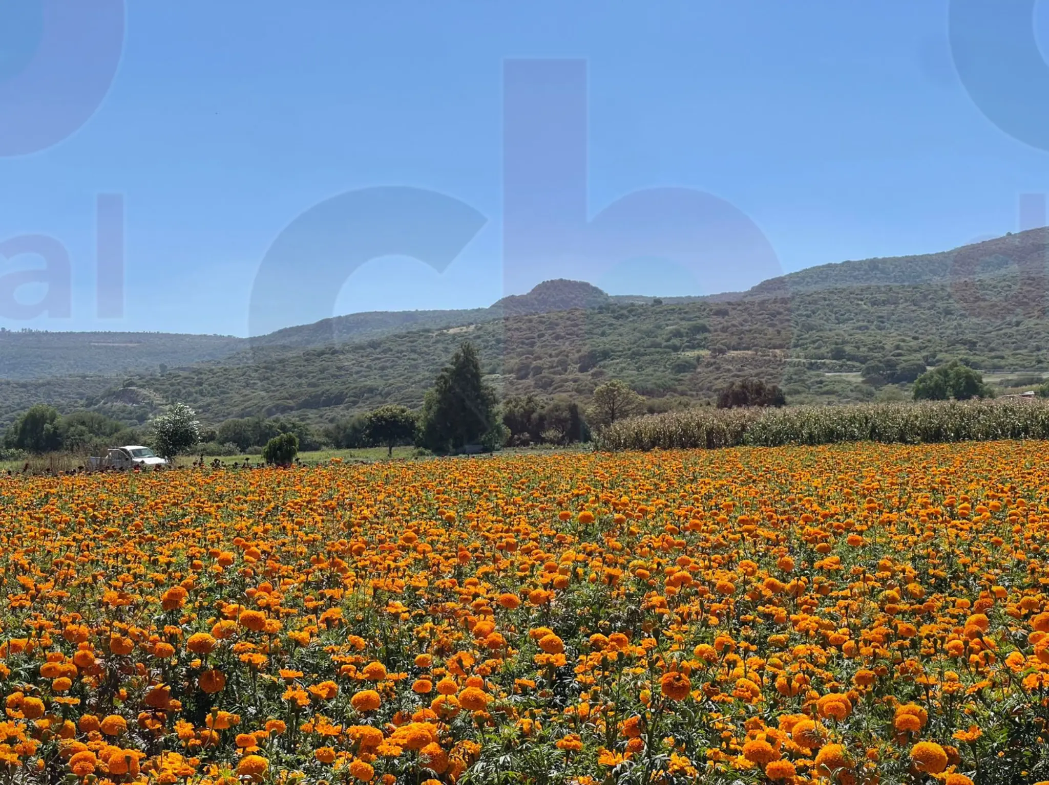 Talleres de celebración de la semana de noche de muertos en Michoacán llenos de tradición