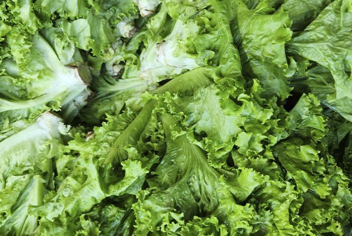 Taylor Farms retira de EEUU toda su lechuga iceberg producida en México por ciclosporiasis