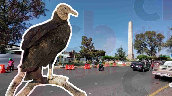 Teleférico de Morelia no afectará hábitat de zopilotes en el Monumento a Lázaro Cárdenas