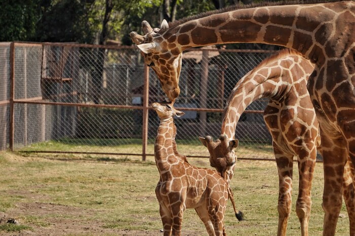 Termina cuarentena de cría de jirafa del Zoo de Morelia
