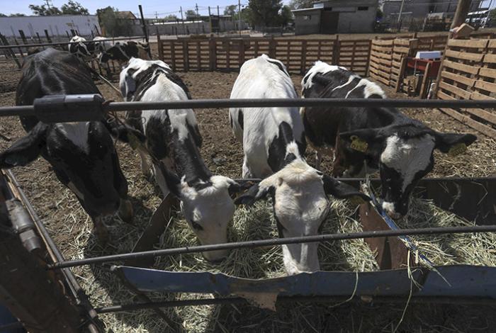 Texas ve condiciones para abrir la frontera al ganado mexicano “lo antes posible”