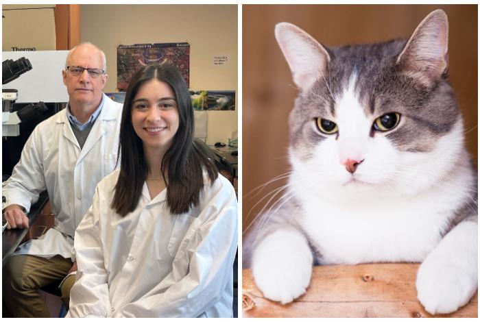 ¿Tienen los gatos domésticos las claves para entender el cáncer de mama humano?