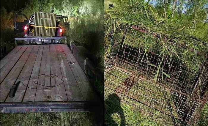 Tigre que escapó de Zoologico en Reynosa ataca granja de cerdos