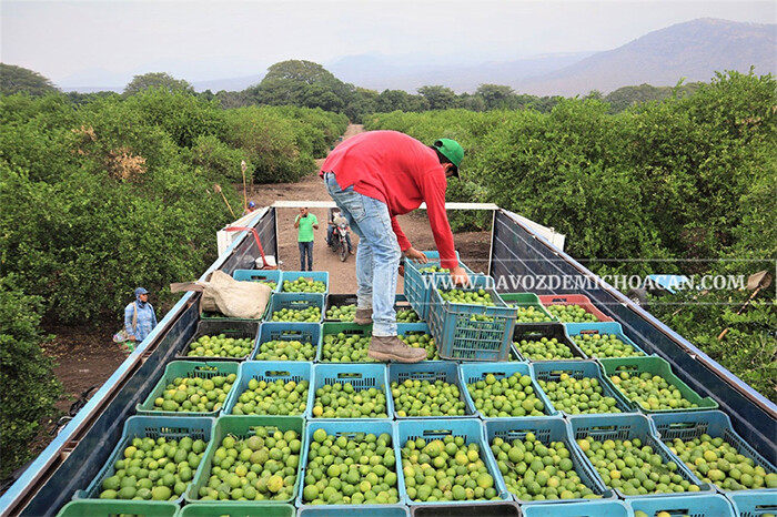 Torres Piña atribuye cierre temporal de corte de limón michoacano a caída de precios